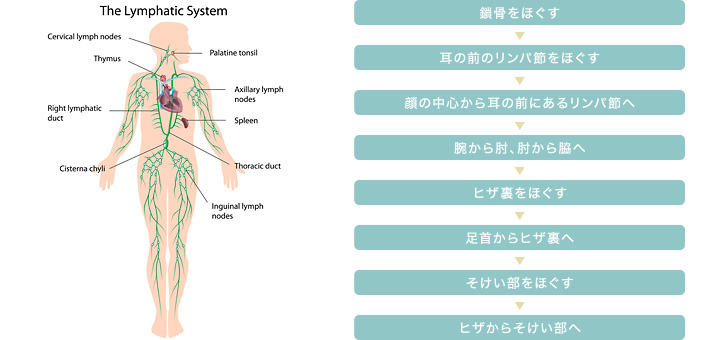 リンパマッサージの流れ